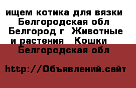 ищем котика для вязки - Белгородская обл., Белгород г. Животные и растения » Кошки   . Белгородская обл.